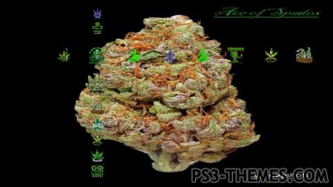 24605-Weed_-_Herbal_Dreams_Pt._1